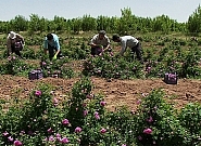رونق تولید در «لاله‌زار»؛ از کشت خشخاش تا صادرات اسانس گل محمدی