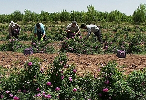 رونق تولید در «لاله‌زار»؛ از کشت خشخاش تا صادرات اسانس گل محمدی