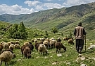 طرح مرتعداری جذاب نیست؛ مانع بزرگ احیای مراتع و تولید علوفه طرح مرتعداری جذاب نیست؛ مانع بزرگ احیای مراتع و تولید علوفه