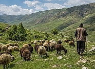 طرح مرتعداری جذاب نیست؛ مانع بزرگ احیای مراتع و تولید علوفه طرح مرتعداری جذاب نیست؛ مانع بزرگ احیای مراتع و تولید علوفه